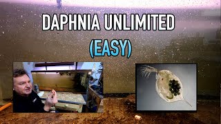 How I Raise Daphnia Water Fleas And You Can Too [upl. by Biebel607]