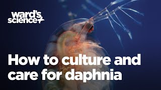 Caring and Culturing for Daphnia [upl. by Ianaj]