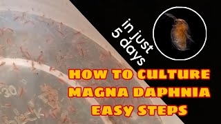 How to Culture Magna Daphnia Easily [upl. by Hawley]