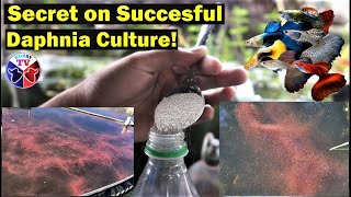 How to Culture Daphnia Successfully [upl. by Rednael]