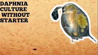 HOW TO CULTURE DAPHNIA NATURALLY WITHOUT A STARTER [upl. by Gelasius752]