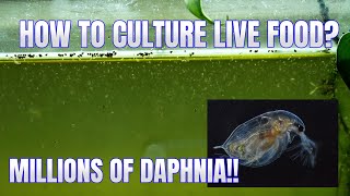 How to Culture Daphnia Secret Method to Breed MILLIONS  Simply Aquatic [upl. by Tews]