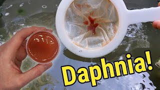 How I Culture Daphnia In Outdoor Tubs [upl. by Giliana]