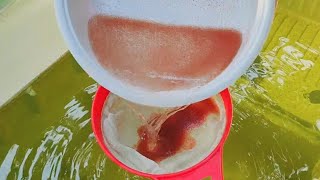 How to culture daphnia  Daphnia culture  How to grow daphnia outdoor [upl. by Eanahc]