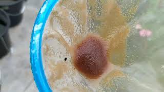 How to culture daphnia moina in a small container Part 1 English Subtitle [upl. by Korey]