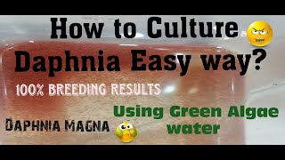 Daphnia MagnaHow to Culture Daphnia Easy wayCulturing Daphnia using Green water Daphnia [upl. by Elyad]