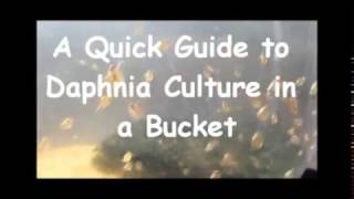 How to culture daphnia outside [upl. by Vanden667]