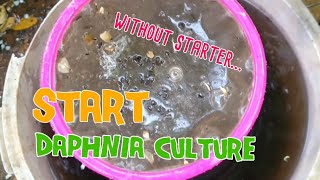 How to culture daphnia moina the easy way 1  Starting the Daphnia culture [upl. by Ahselaf]