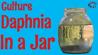 How to Culture Daphnia in a Jar [upl. by Zackariah131]