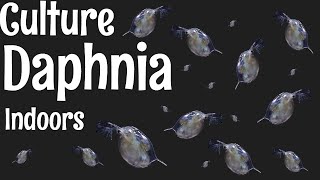 How to Culture Daphnia [upl. by Osei]