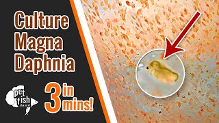 How to culture DAPHNIA MAGNA  The easy way [upl. by Annola]