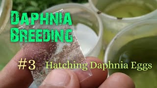 Daphnia Culture made simple and easy 3  Hatching Daphnia eggs [upl. by Arst198]