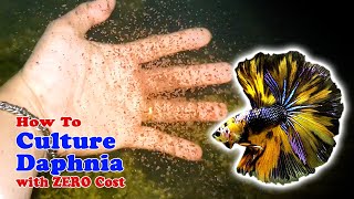 How to Culture Daphnia with ZERO Cost  Unlimited Live Food For Our Fish [upl. by Stefa667]