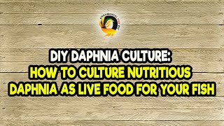 DIY Daphnia Culture How to Culture Nutritious Daphnia as Live Food for Your Fish [upl. by Elleiad567]