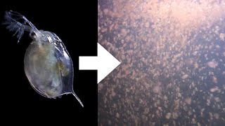 How I Culture Daphnia [upl. by Ezana]