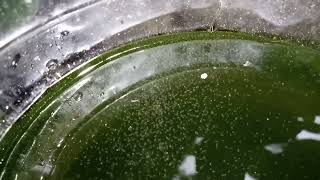 DAPHNIA MOINA CULTURE IN A SMALL BUCKET [upl. by Eserehc]