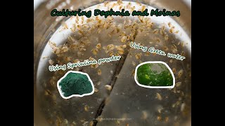 How To Culture Daphnia and Moinas using Green Water Spirulina powder [upl. by Intyre]