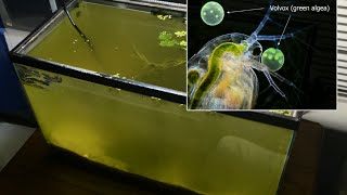 Raising Daphnia for the Freshwater Aquarium [upl. by Nessej]