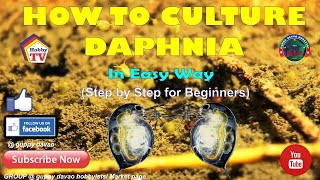 HOW TO CULTURE DAPHNIA In Easy Way [upl. by Idnic261]